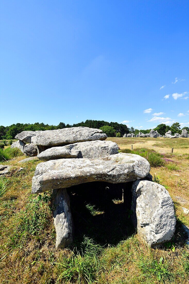 Frankreich,Morbihan,Carnac,Reihe von megalithischen Steinen in Kermario