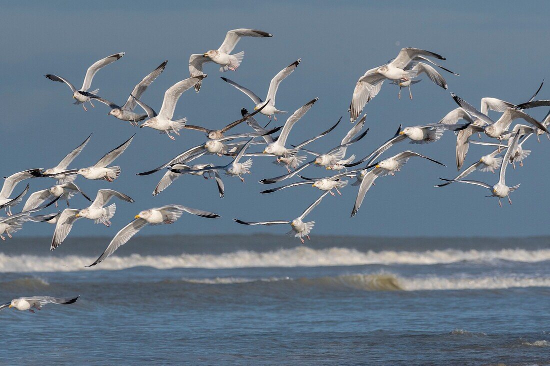 Frankreich,Somme,Picardie-Küste,Quend-Plage,Flug von Heringsmöwen (Larus argentatus - Europäische Heringsmöwe) am Strand