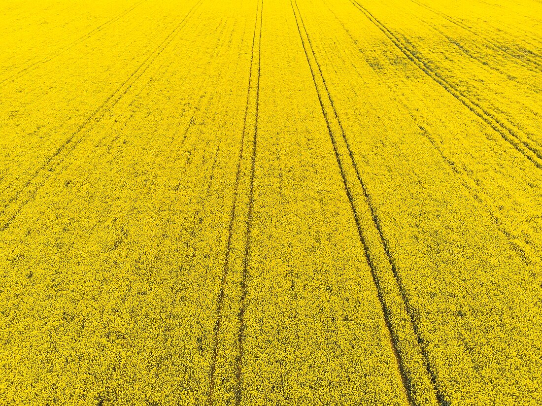 France,Yonne,rapeseed field near Cheroy (aerial view)