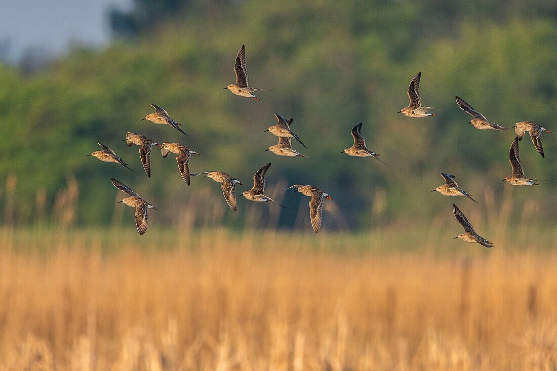 France,Somme,Baie de Somme,Le Crotoy,ruffs (Philomachus pugnax) in the marsh