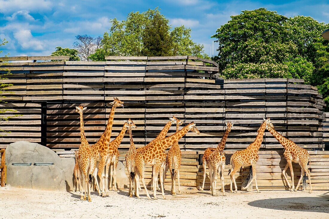 Frankreich,Paris,Zoologischer Park von Paris (Vincennes Zoo),Giraffen