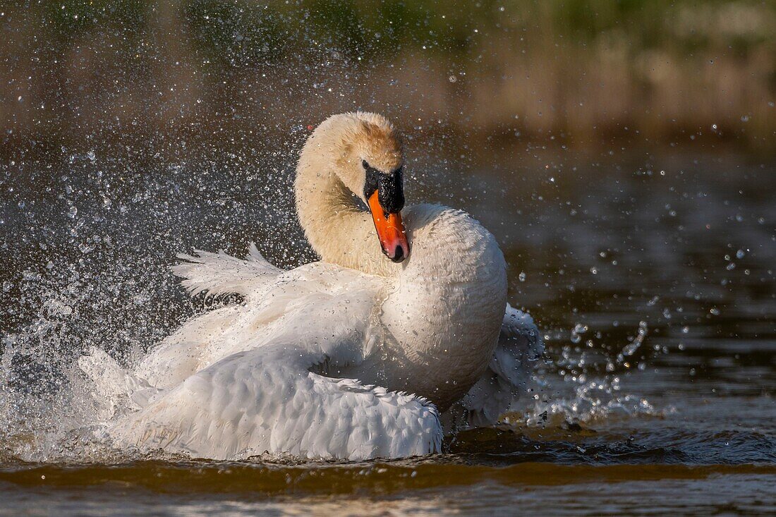 Frankreich,Somme,Baie de Somme,Baie de Somme Naturreservat,Marquenterre Ornithologischer Park,Saint Quentin en Tourmont,Höckerschwan (Cygnus olor Höckerschwan) Bad (Toilette)