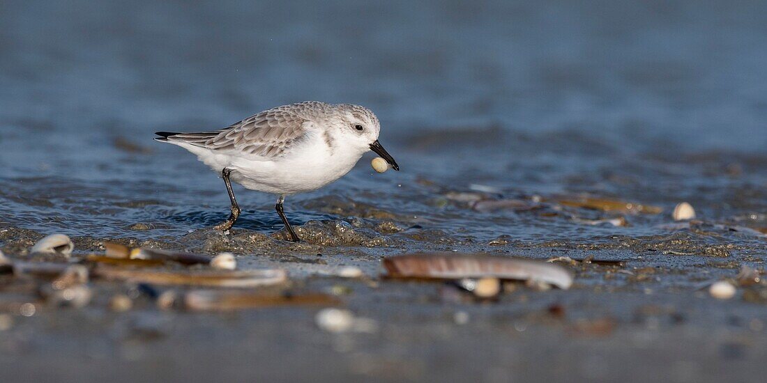 France,Somme,Baie de Somme,Picardy Coast,Quend-Plage,Sanderling (Calidris alba) on the beach,at high tide,sandpipers come to feed in the sea leash