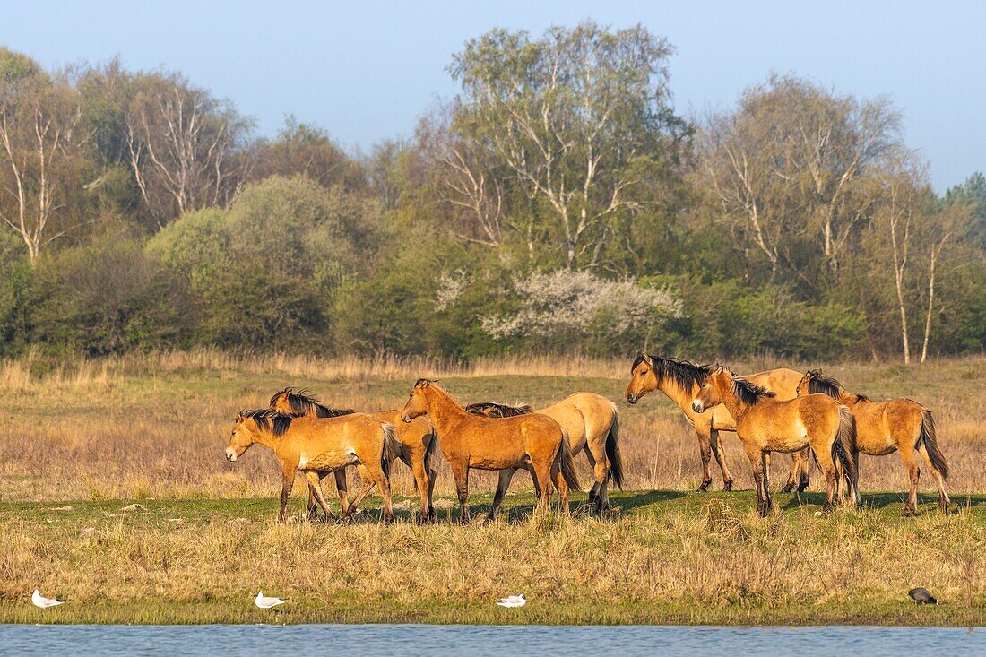 France,Somme,Baie de Somme,Le Crotoy,Henson horses in the Crotoy marsh in the Baie de Somme,this rustic and well adapted horse race was created by the breeders of the Baie de Somme