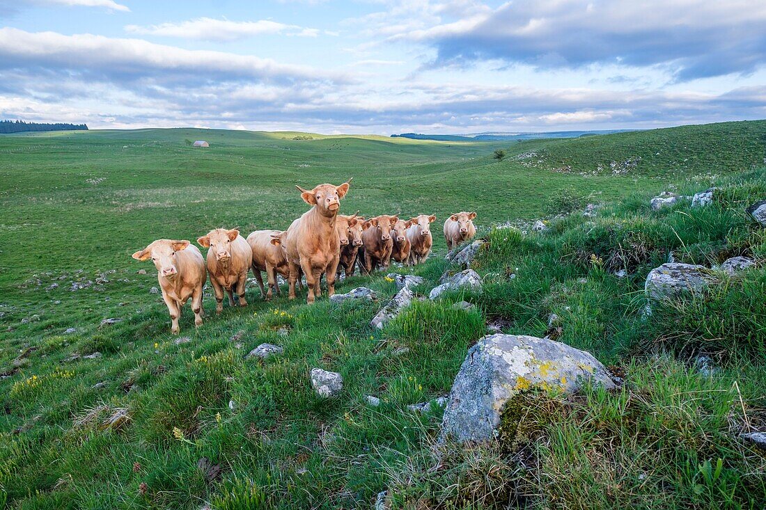 Frankreich,Cantal,Regionaler Naturpark der Vulkane der Auvergne,Kuhherde,Hochebene von Cezallier bei Segur les Villas