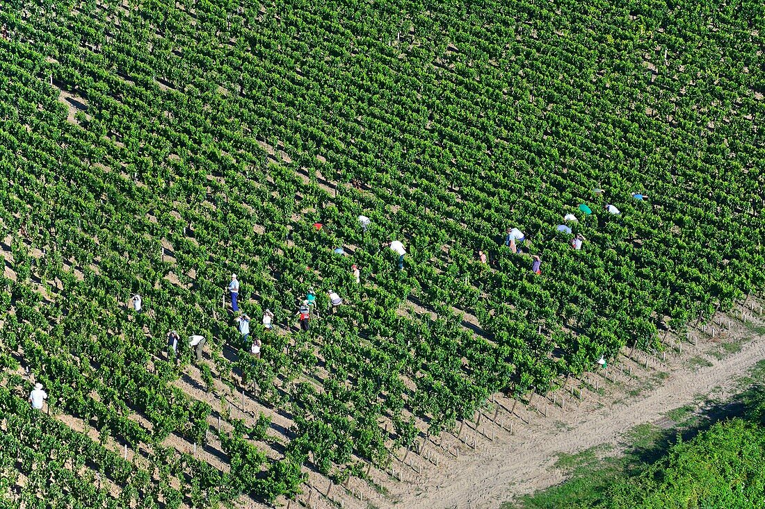 France,Gironde,Saint Julien Beychevelle,Work in vineyards (aerial view)