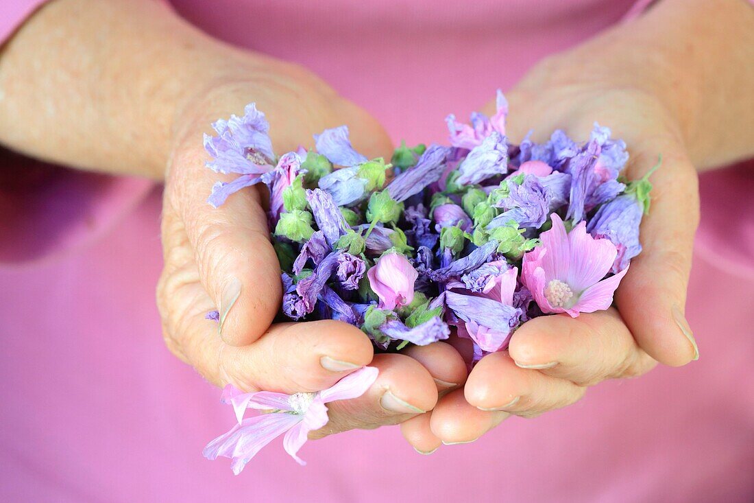 France,Hautes Alpes,Champsaur,Champoleon,Maurice Tardieu's farm,drying mauve flowers for herbal teas