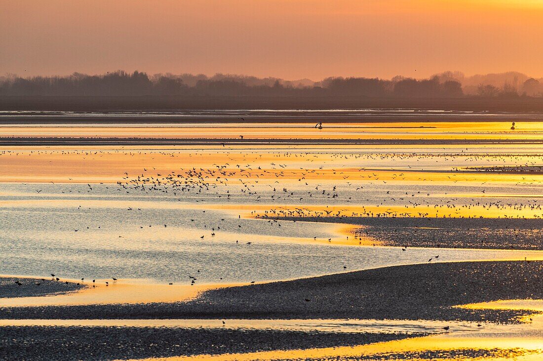 France,Somme,Baie de Somme,Le Crotoy,the panorama on the Baie de Somme at sunset at low tide while many birds come to feed in the creeps
