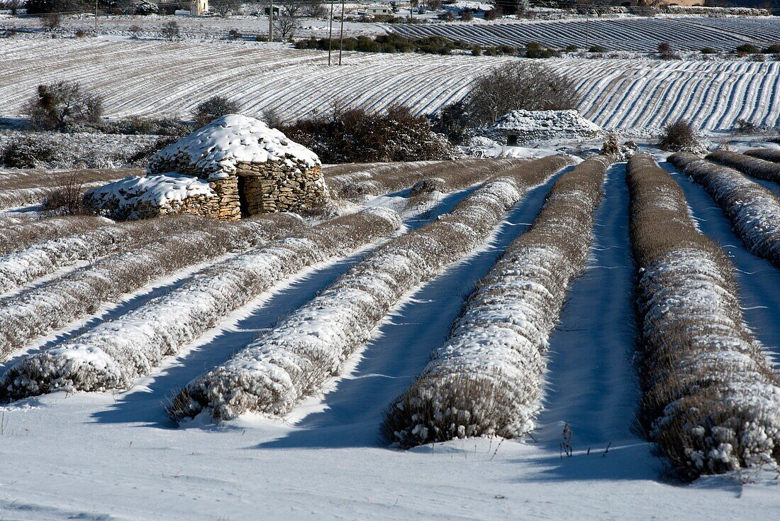 France,Drome,Ferrassieres,lavender fields under the snow