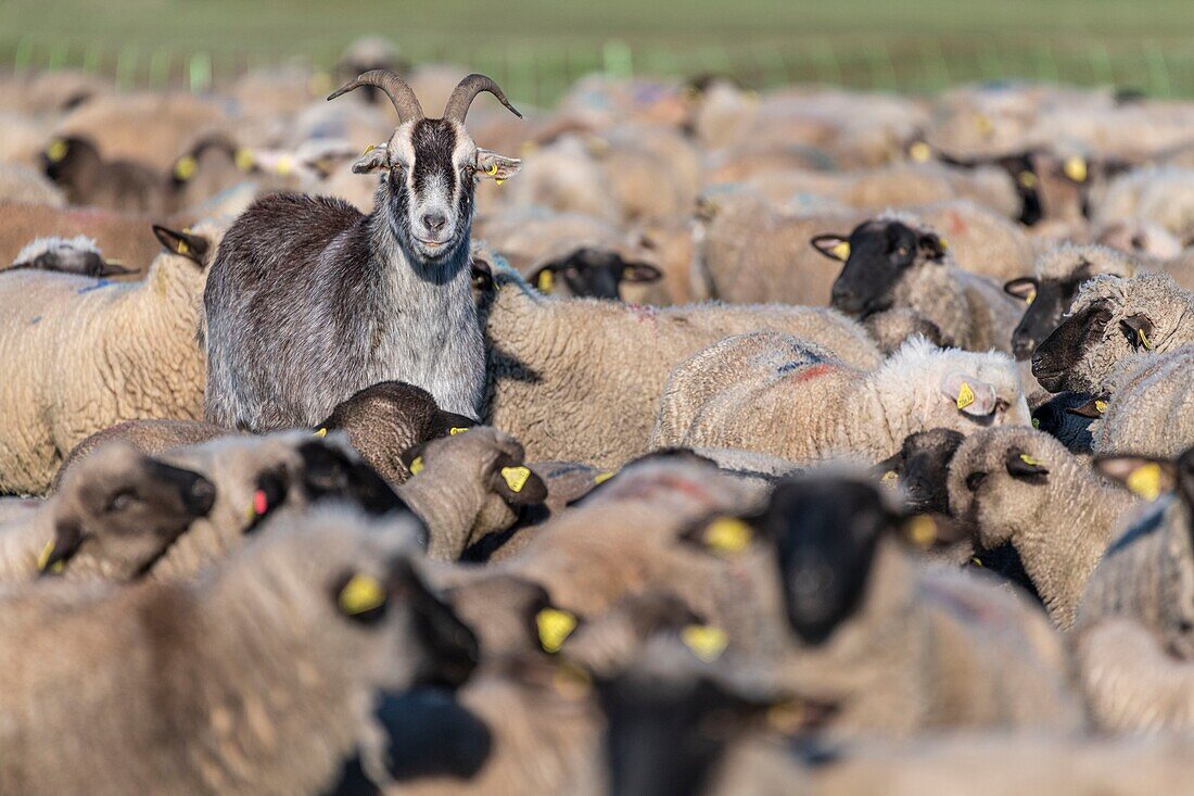 France,Somme,Baie de Somme,Le Crotoy,salt meadow sheep in the Baie de Somme in spring,at this time of year,sheep still have their wool and lambs are still small,a few goats accompany the flock to guide him in the meadows