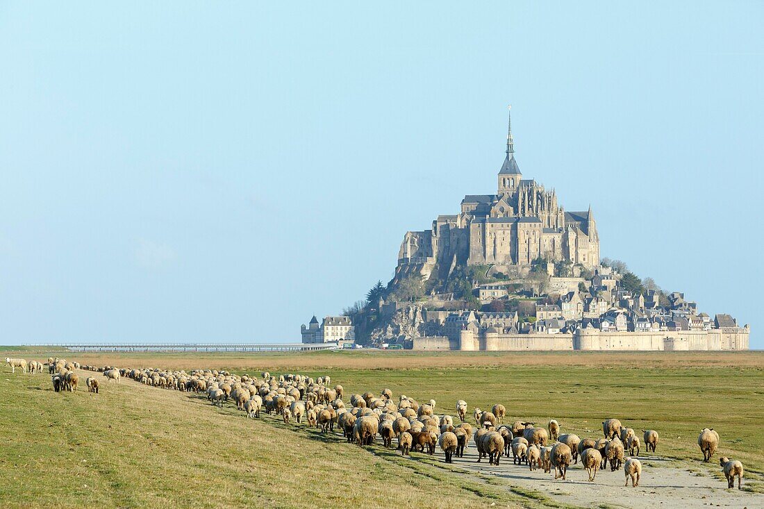 Frankreich,Manche,Bucht von Mont Saint Michel,von der UNESCO zum Weltkulturerbe erklärt,Schafe auf den Salzfeldern in der Bucht und Mont Saint Michel