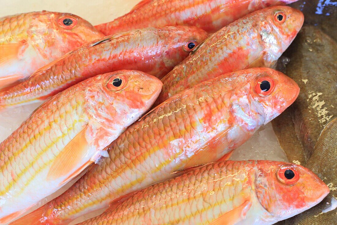 France,Landes,Capbreton,fish market where fishermen directly offer their catch of the day,red mullet