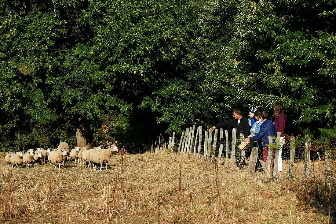 Frankreich,Aveyron,Seyrolles,Kastanienhof,Chantal und Jean François Clermont,Empfang auf dem Bauernhof und Besuch der Schäferei zur Kastanie