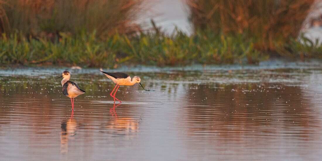 France,Somme,Baie de Somme,Natural Reserve of the Baie de Somme,Le Crotoy,White Stilt (Himantopus himantopus Black winged Stilt)