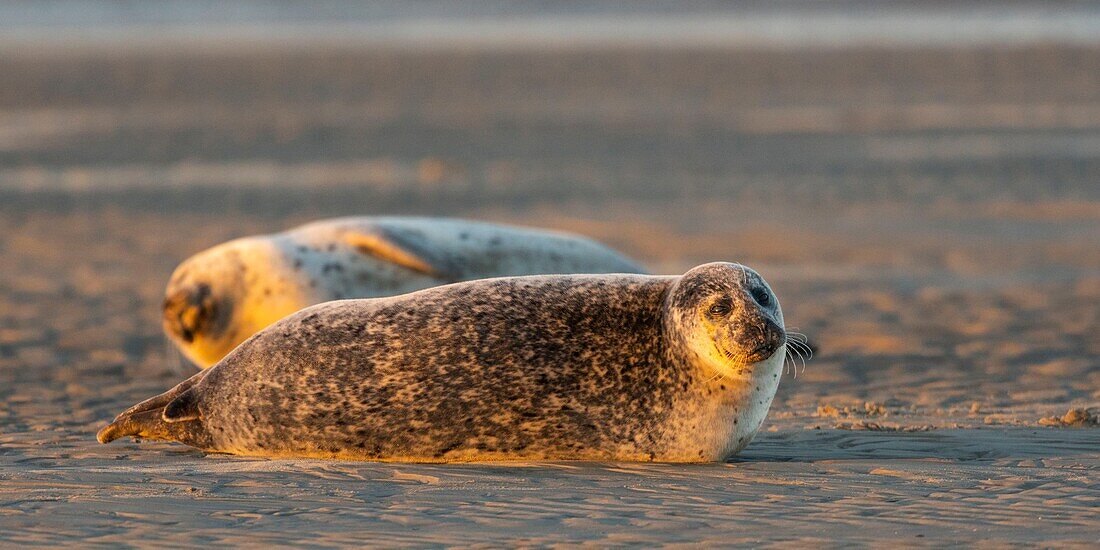 France,Pas de Calais,Cote d'Opale,Authie Bay,Berck sur mer,common seal (Phoca vitulina) resting on sandbanks at low tide