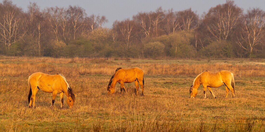 France,Somme,Baie de Somme,Le Crotoy,Le Crotoy Marsh,the Henson horse race was created in the Baie de Somme for riding and is the pride of local breeders,these little hardy horses are also used for ecopaturing and swamp maintenance