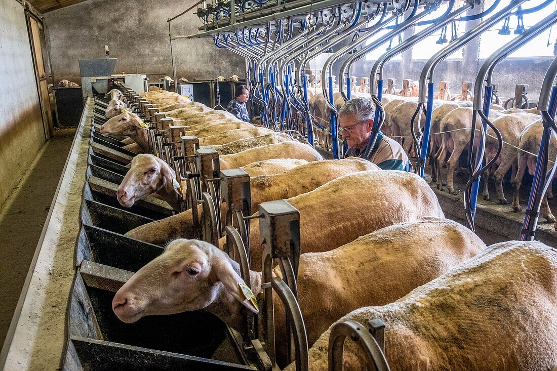 France,Aveyron,Rodez,milking room of the flock of ewes of Jérôme Raynal in Fayet
