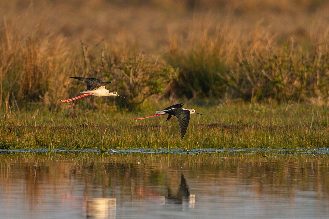 France,Somme,Baie de Somme,Baie de Somme Nature Reserve,Le Crotoy,White Stilt (Himantopus himantopus Black winged Stilt) in flight