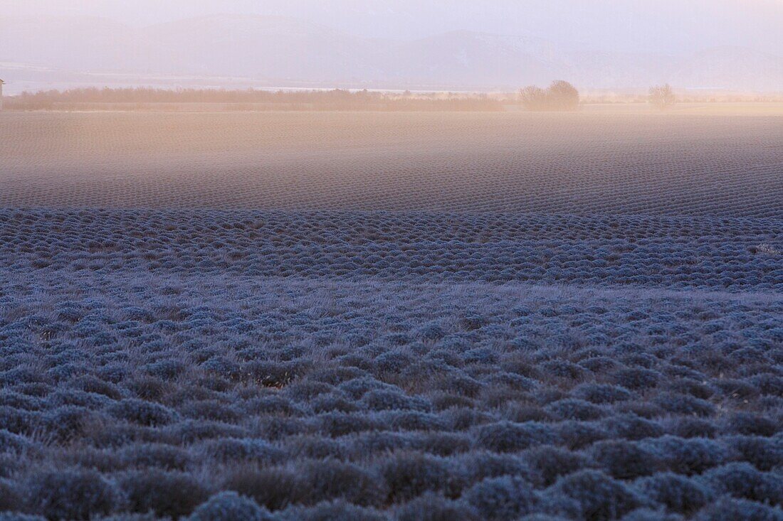 France,Alpes de Haute Provence,Brunet,lavender field