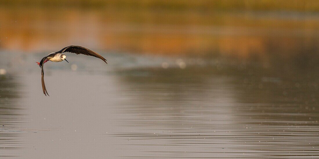 France,Somme,Baie de Somme,Baie de Somme Nature Reserve,Le Crotoy,White Stilt (Himantopus himantopus Black winged Stilt) in flight