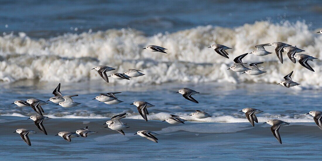 France,Somme,Picardy Coast,Quend-Plage,Sanderling in flight (Calidris alba ) along the beach