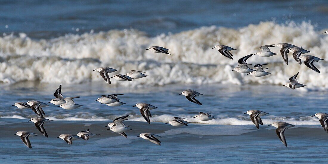 Frankreich,Somme,Picardie Küste,Quend-Plage,Sanderling im Flug (Calidris alba ) am Strand