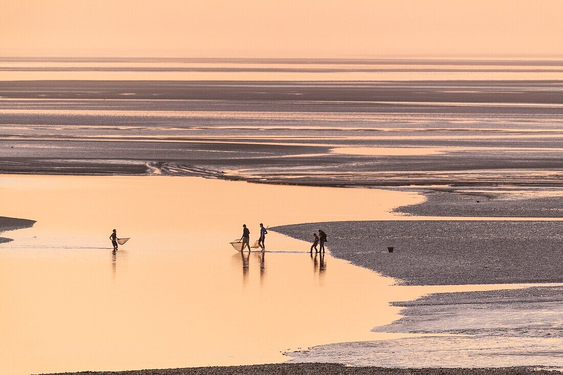 France,Somme,Baie de Somme,Le Crotoy,the panorama on the Baie de Somme at sunset while a group of young fishermen fish the gray shrimp with their big net (haveneau)
