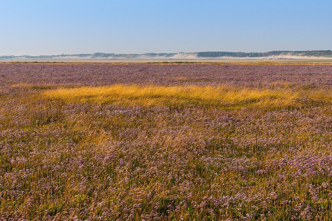France,Somme,Bay of Authie,Fort-Mahon,the salted meadows covered with wild statices in summer