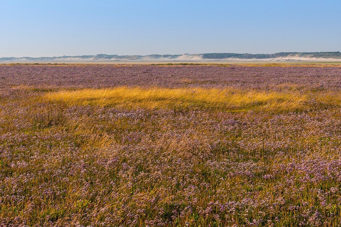 Frankreich,Somme,Bucht von Authie,Fort-Mahon,die gesalzenen Wiesen, die im Sommer mit wilden Sträuchern bedeckt sind