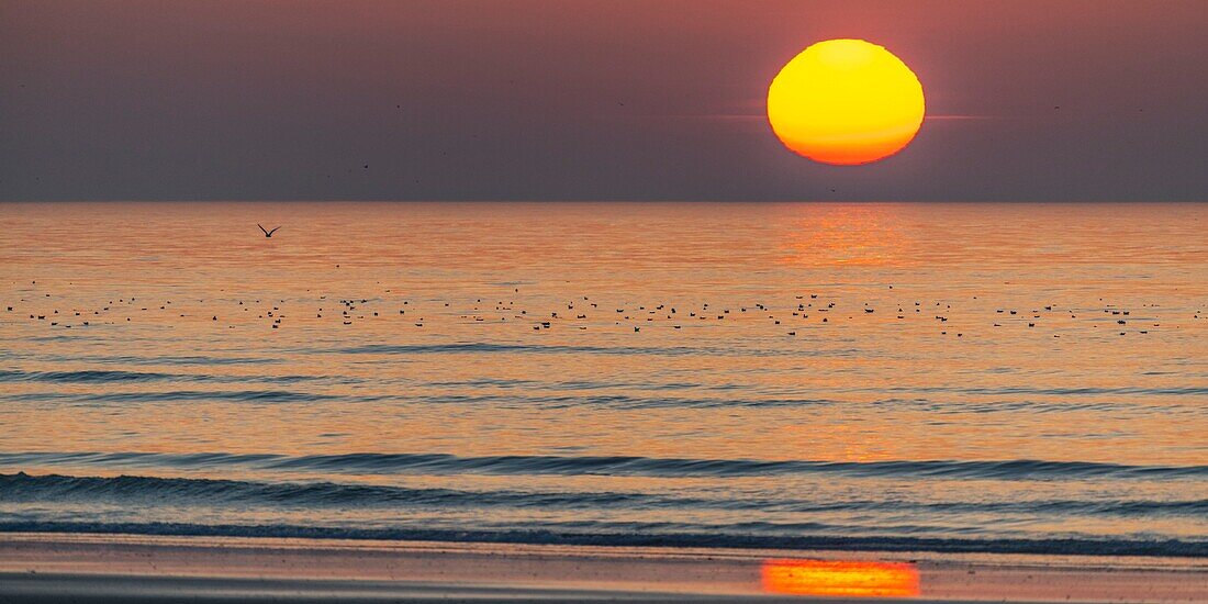 France,Somme,Bay of Somme,La Molliere d'Aval,Cayeux sur Mer,Sunset on the sea