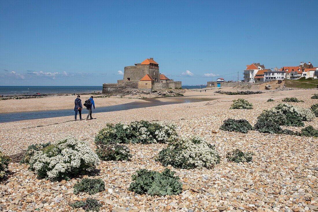 Frankreich,Pas de Calais,Ambleteuse,Fort Mahon,von Vauban entworfenes Fort und Mündung des Slack,Seegurke in Blüte