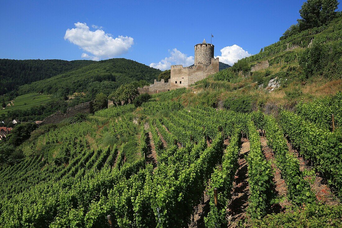 Frankreich,Haut Rhin,Route des Vins d'Alsace,Dorf Kaysersberg,Schloss Schlossberg