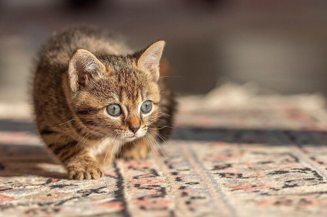 France,Somme,Marcheville,7 weeks old female kitten,on the carpet in the house