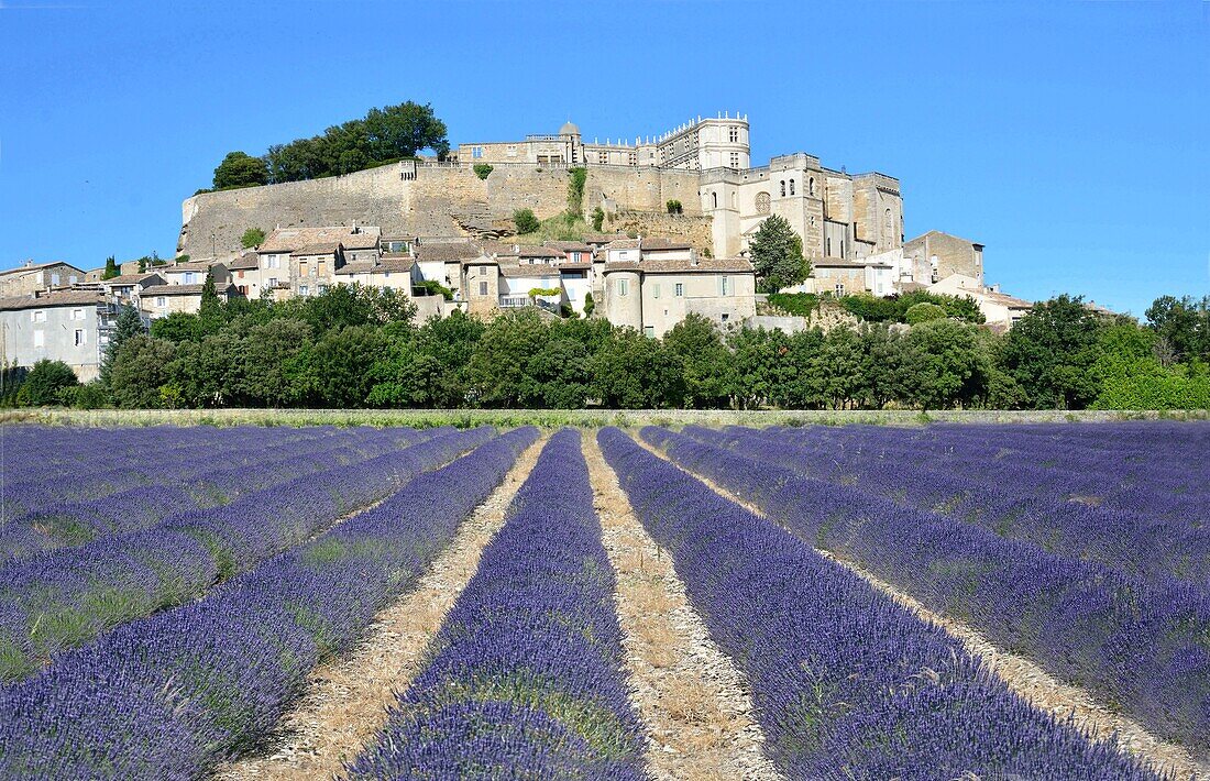 France,Drome,Drome provençale,perched village of Grignan and lavender fields in the foreground