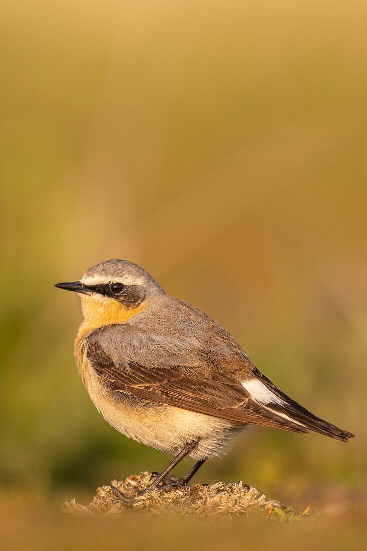 France,Somme,Baie de Somme,The Hâble d'Ault,Cayeux sur Mer,Wheatear (Oenanthe oenanthe Northern Wheatear)