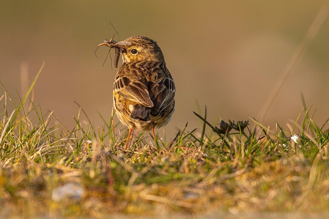 France,Somme,Baie de Somme,Cayeux sur Mer,The hâble d'Ault,Meadow pipit (Anthus pratensis Meadow Pipit)