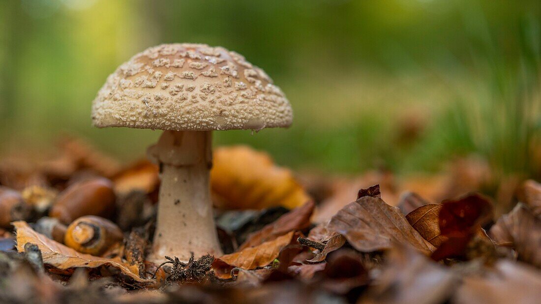 France,Somme,Crécy forest,Crécy-en-Ponthieu,Blushing Amanita mushroom - Amanita rubescens in autumn