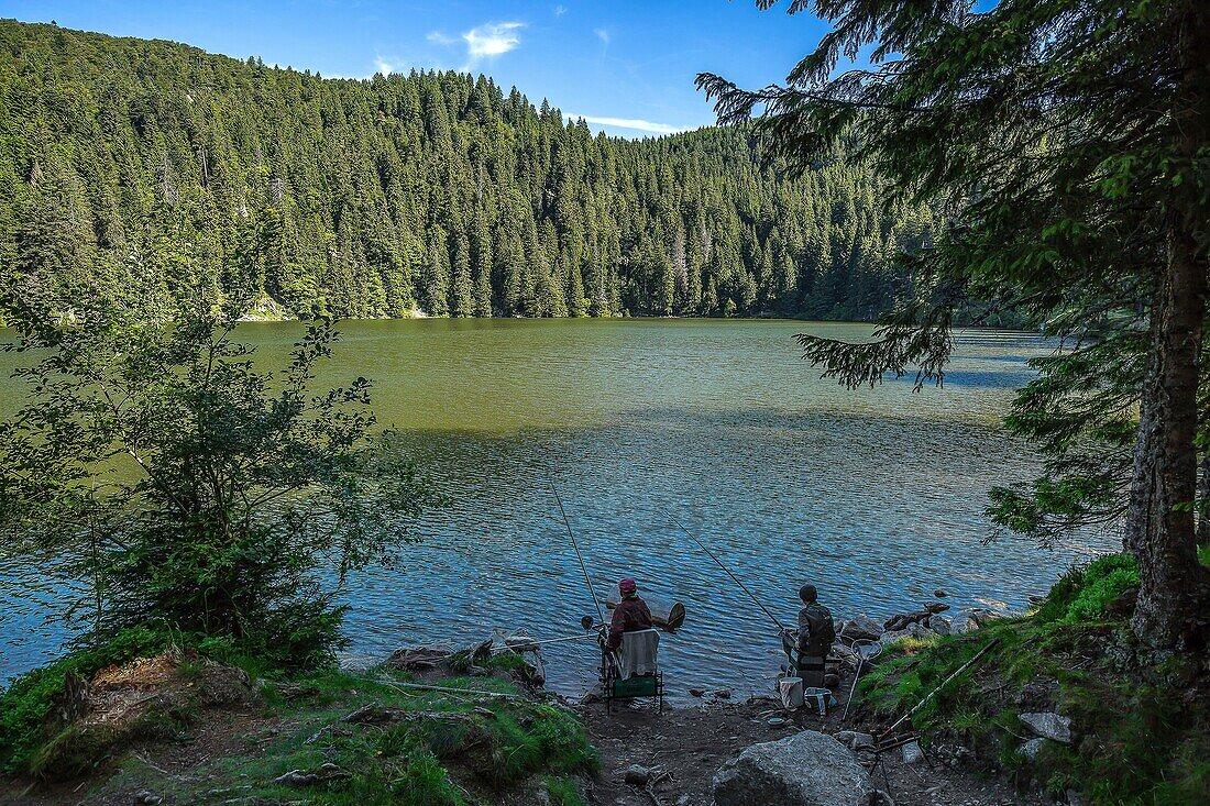 France,Haut Rhin,fishermen on the shores of Lake Green or Lake Soultzeren is a small lake on the Alsatian side of the Vosges in the valley of Munster,It is located at the foot of the Tanet massif