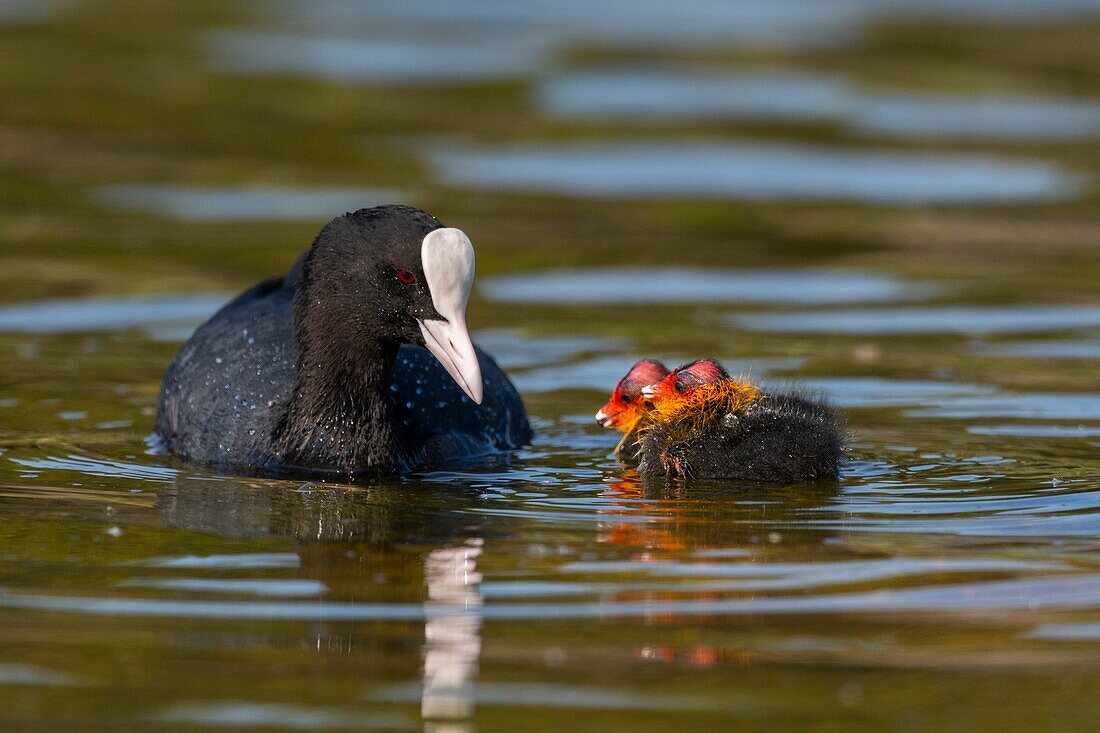 France,Somme,Bay of Somme,Natural Reserve of the Bay of Somme,Saint-Quentin-en-Tourmont,Marquenterre Ornithological Park,Coot (Fulica atra - Eurasian Coot): feeding of young brood by the adults who seek plants at the bottom of the water for their chicks or give them insects and larvae