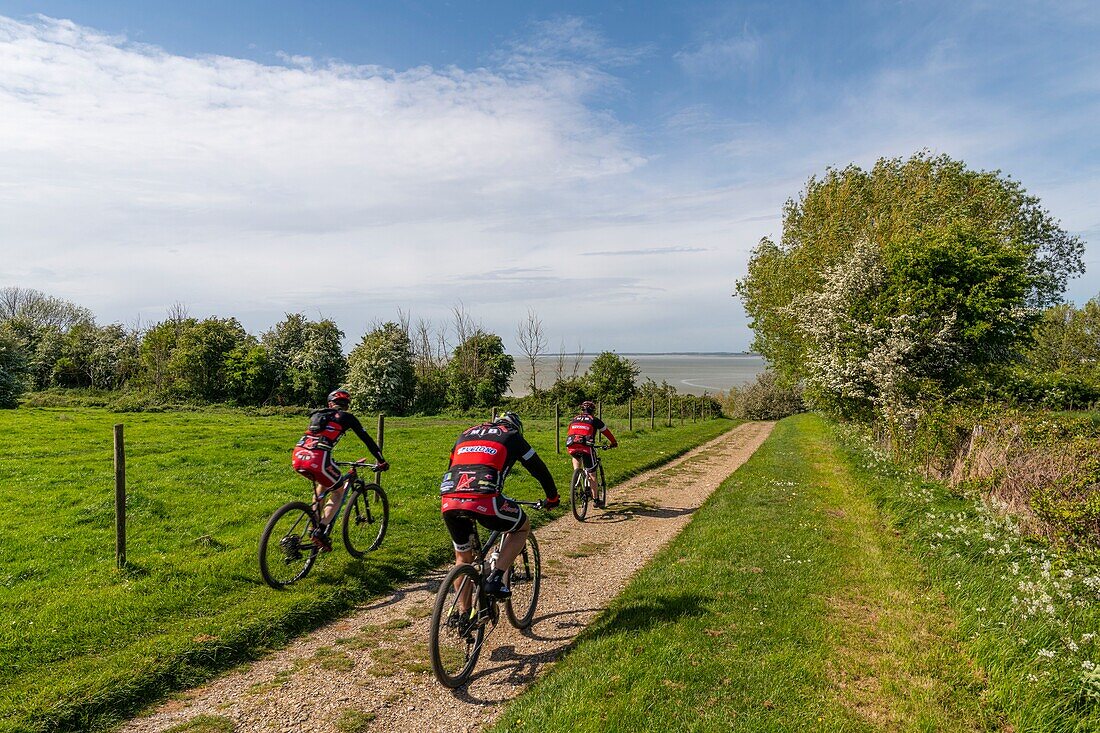 France,Somme,Baie de Somme,Saint Valery sur Somme,Cyclists on the heights of Saint Valery