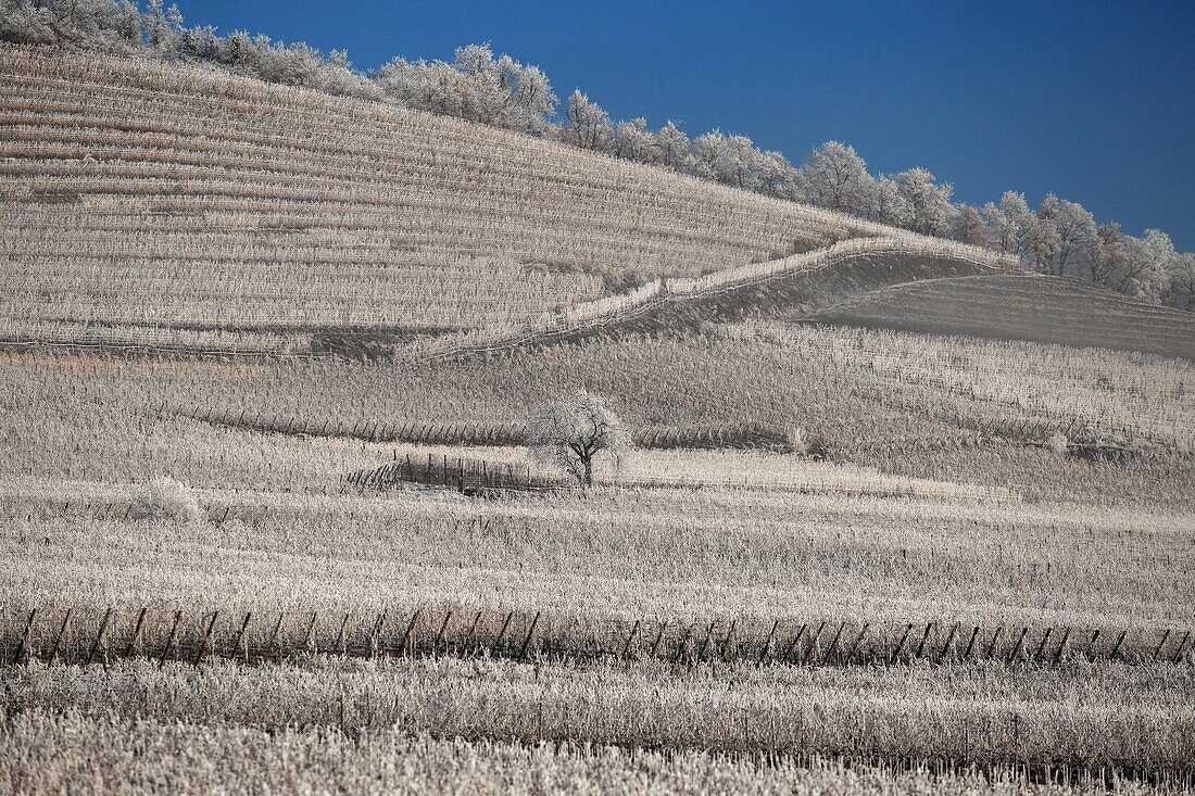 France,Bas Rhin,Alsatian vineyards in winter at the foot of the castle of Haut Koenigsbourg