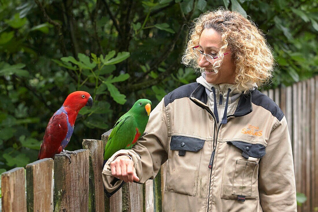France,Vendee,Les Sables d'Olonne,Oceania Aviary,Sandrine Silhol,Director of Zoo des Sables in the presence of lorikeets