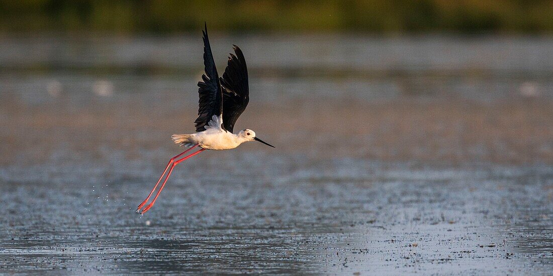 Frankreich,Somme,Somme-Bucht,Crotoy-Sumpf,Le Crotoy,Stelzenläufer (Himantopus himantopus - Schwarzflügelstelze)