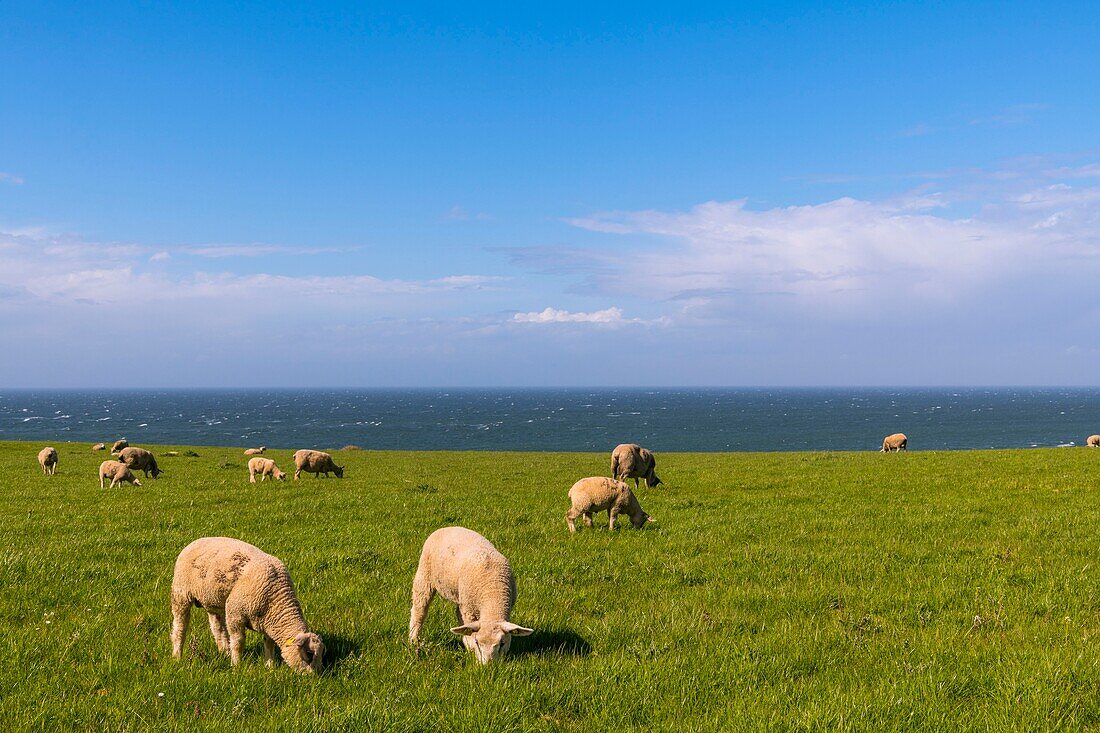 Frankreich,Pas de Calais,Opalküste,Großer Standort der beiden Caps,Schafe auf dem Gelände des Cap Gris Nez