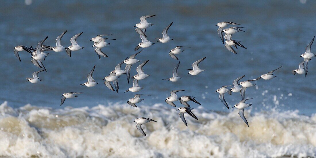 Frankreich,Somme,Picardie-Küste,Quend-Plage,Sanderling im Flug (Calidris alba ) am Strand