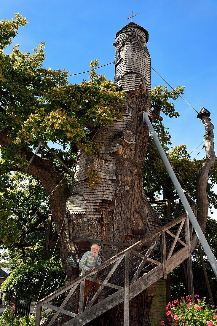 France,Seine-Maritime,Pays de Caux,Allouville Bellefosse,the 9th century oak is the oldest in France,it houses in its trunk two small chapel,Roger Devaux,historical correspondent of the courrier Cauchois who played in the film The Oak of Allouville