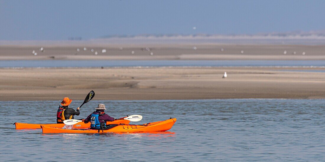 France,Somme,Baie de Somme,Le Hourdel,Indonesian canoes and canoe kayak during high tides,the boats come to wait for the flow and the tidal bore at the entrance of the bay and then go up helped by the strong current,sometimes accompanied by the seals,some fail their boat on the sandbanks to watch the birds dislodged by the tide