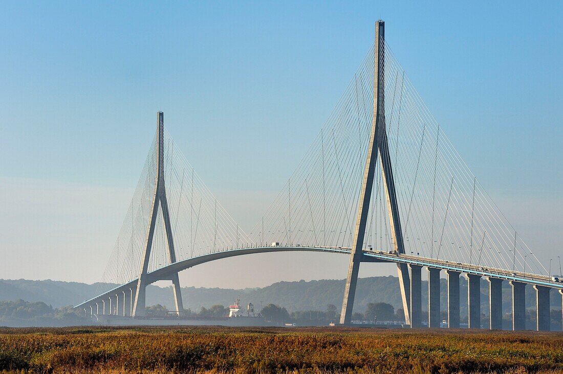 Frankreich,Seine Maritime,Naturschutzgebiet der Seine-Mündung und Fracht, die unter der Brücke der Normandie durchfährt,der Schilfgürtel im Vordergund