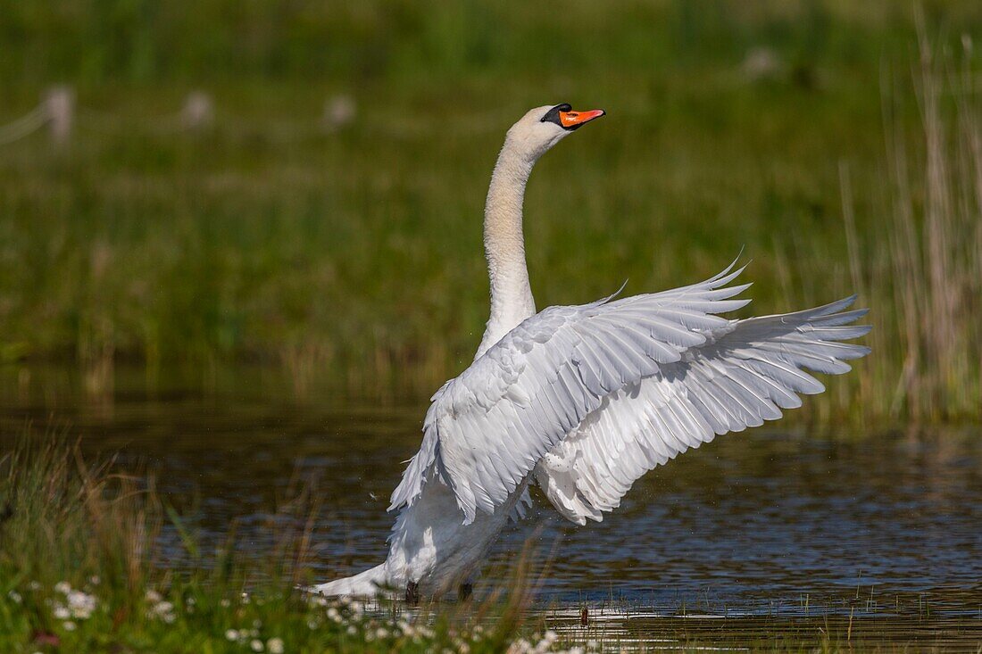 France,Somme,Bay of Somme,Nature Reserve of the Bay of Somme,Marquenterre Ornithological Park,Mute Swan (Cygnus olor) bath (Toilet)