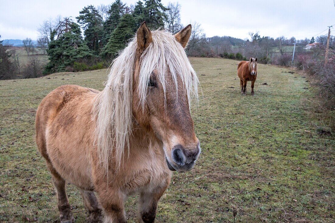 France,Puy de Dome,Saint Jean des Ollieres,horses